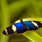 Blauer Schmetterling