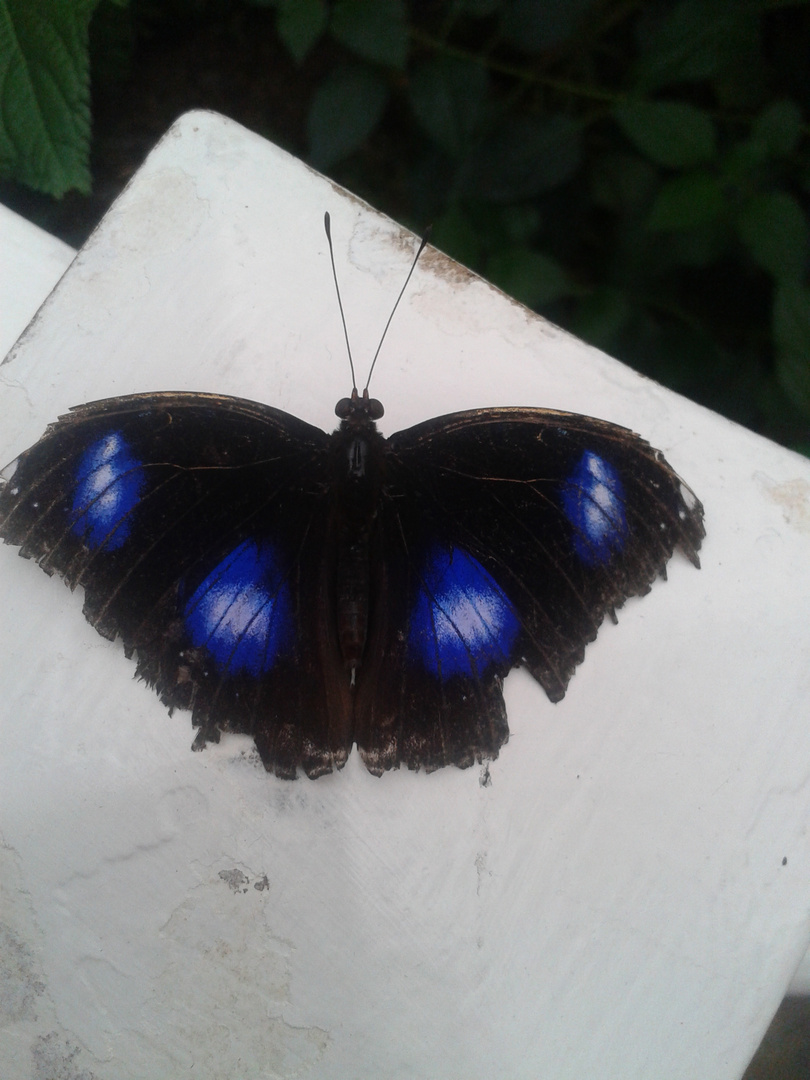 blauer Schmetterling