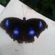 blauer Schmetterling