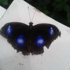 blauer Schmetterling