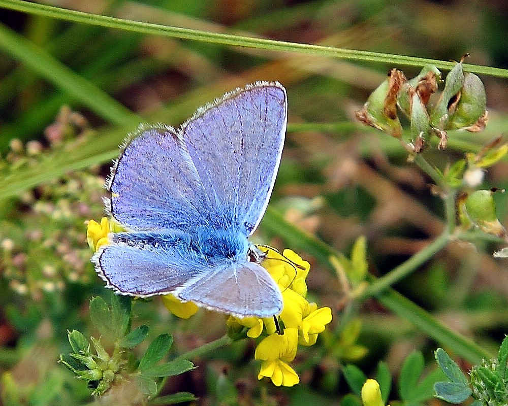 Blauer Schmetterling