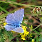 Blauer Schmetterling