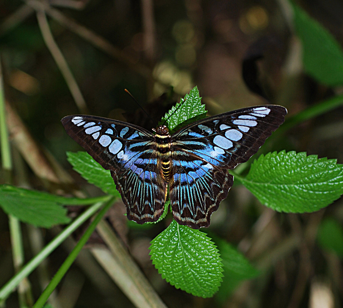 Blauer Schmetterling