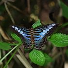 Blauer Schmetterling