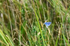 Blauer Schmetterling (Hauhechel-Bläuling)