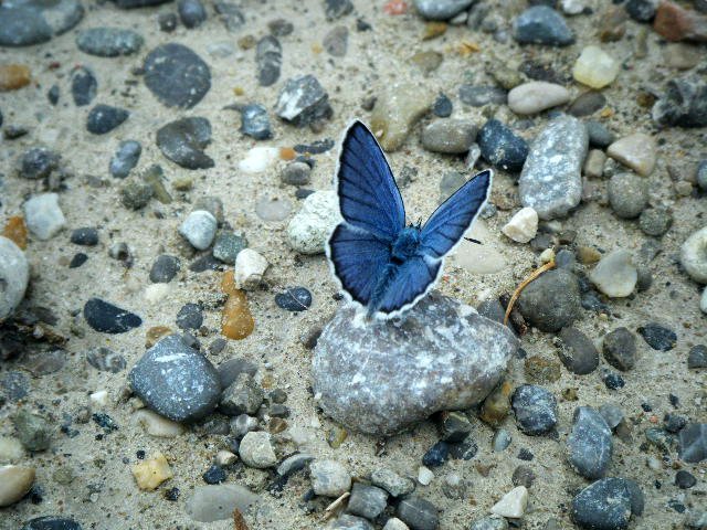 Blauer Schmetterling - Lechfeld 2011