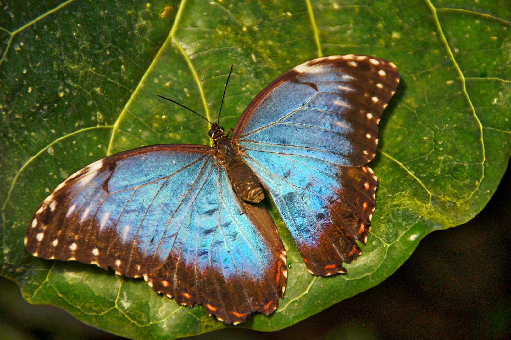 Blauer Schmetterling - Papilio ulysses