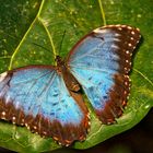 Blauer Schmetterling - Papilio ulysses