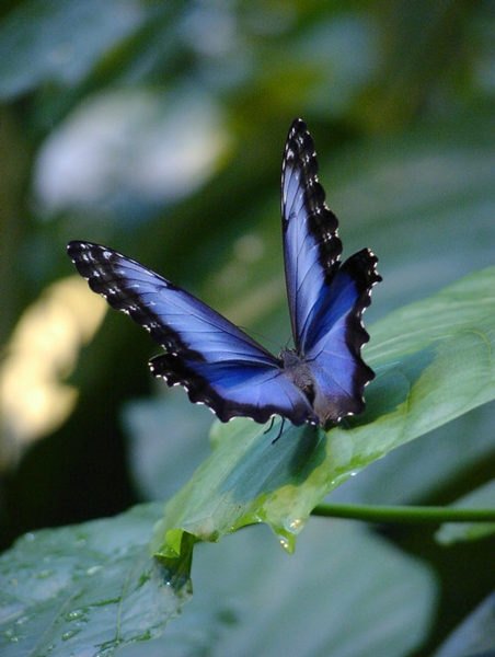 Blauer Schönling