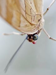 Blauer Schuster - Prepona amphimachus