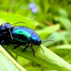 Blauer Schwalbenwurz - Blattkäfer