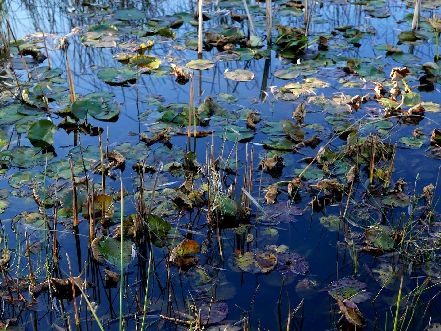 Blauer See