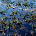 Blauer See