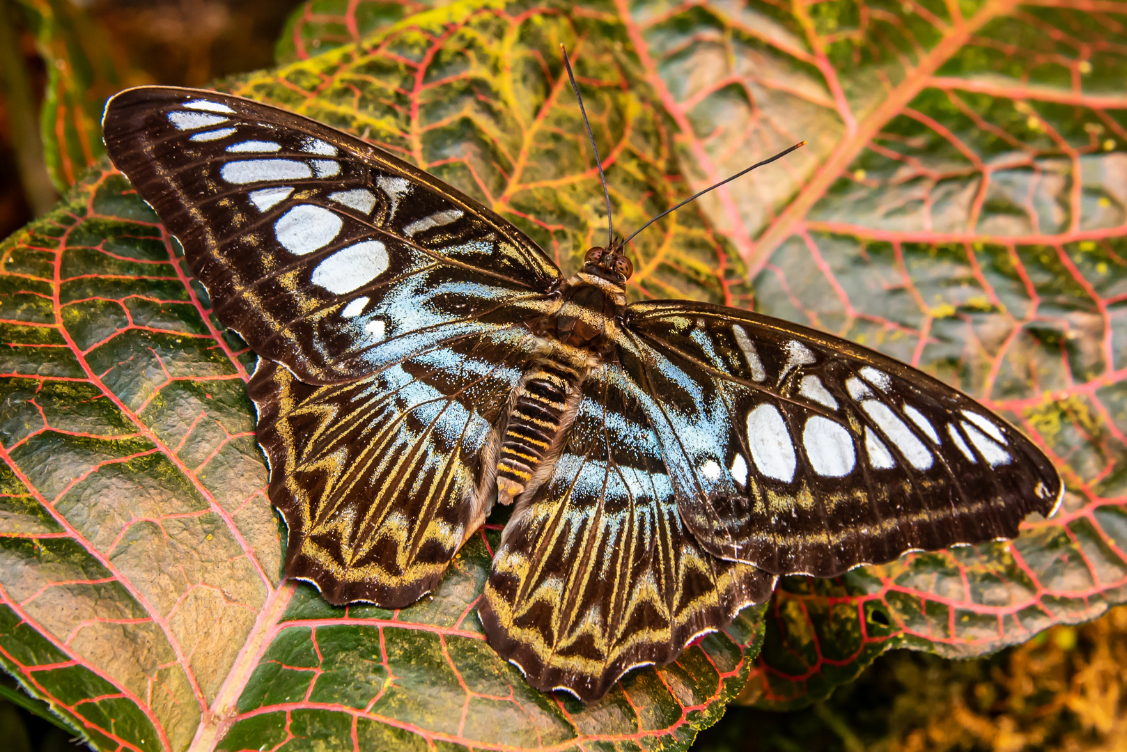 Blauer Segelfalter