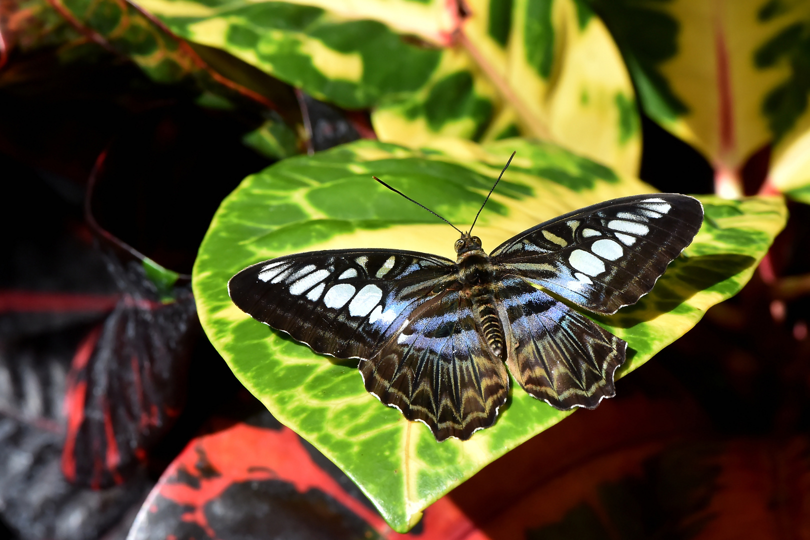 Blauer Segelfalter - Klipper - Parthenos sylvia