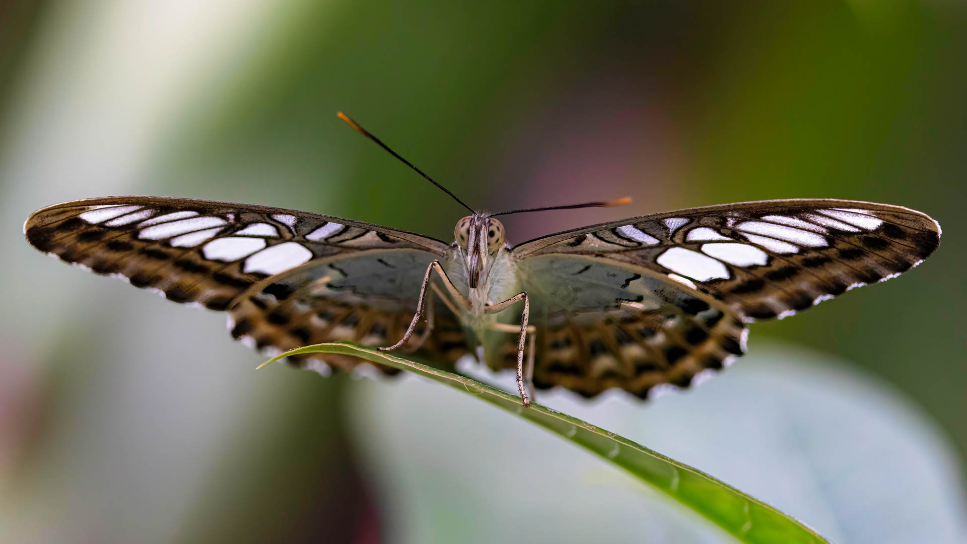 Blauer Segelfalter mit hervorstehender Rüssel / Clipper with protruding tongue