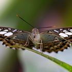 Blauer Segelfalter mit hervorstehender Rüssel / Clipper with protruding tongue