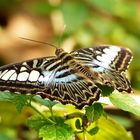 blauer Segelfalter - Parthenos Sylvia