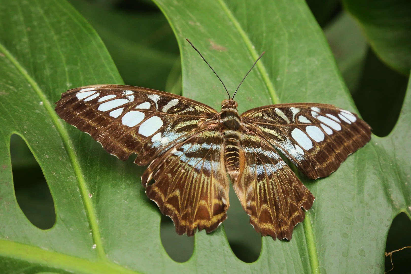 Blauer Segelfalter, Parthenos sylvia (2014_10_18_EOS 6D_7318_ji)