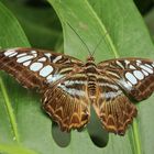 Blauer Segelfalter, Parthenos sylvia (2014_10_18_EOS 6D_7318_ji)