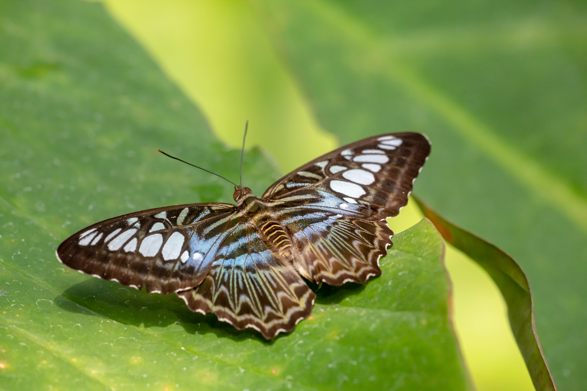 Blauer Segelfalter (Parthenos sylvia)