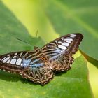 Blauer Segelfalter (Parthenos sylvia)