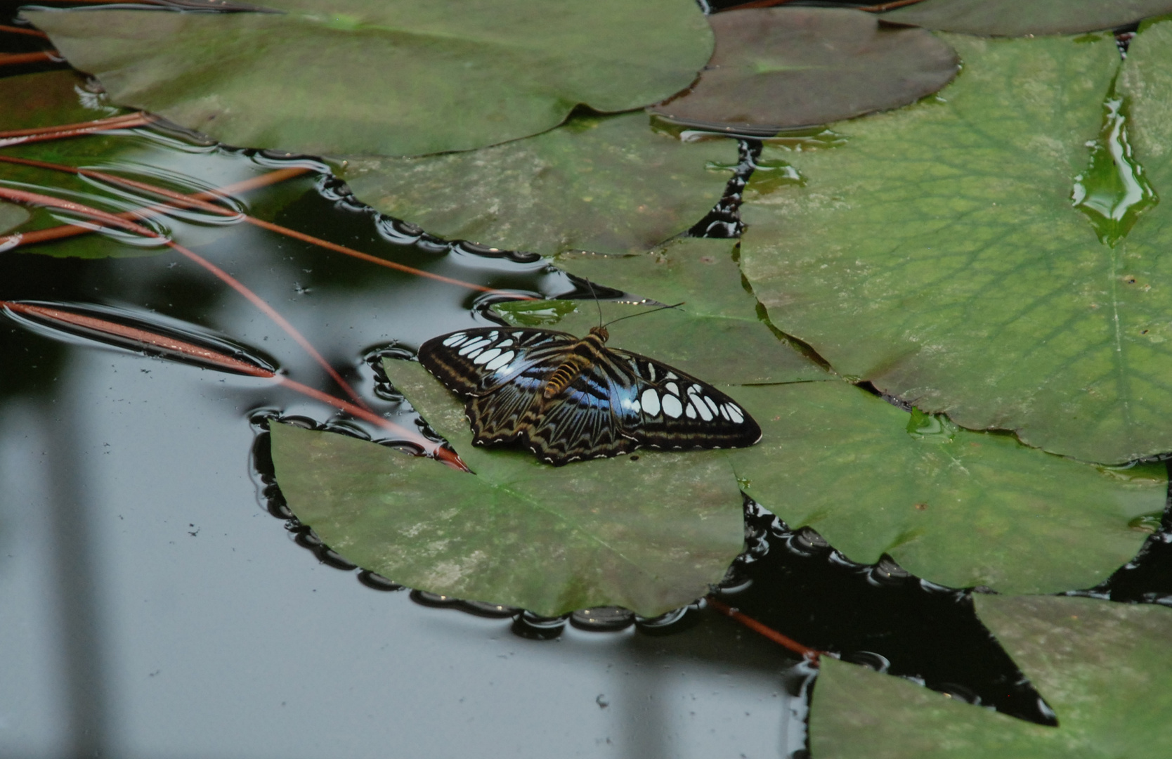 Blauer Segelfalter (parthenos sylvia)