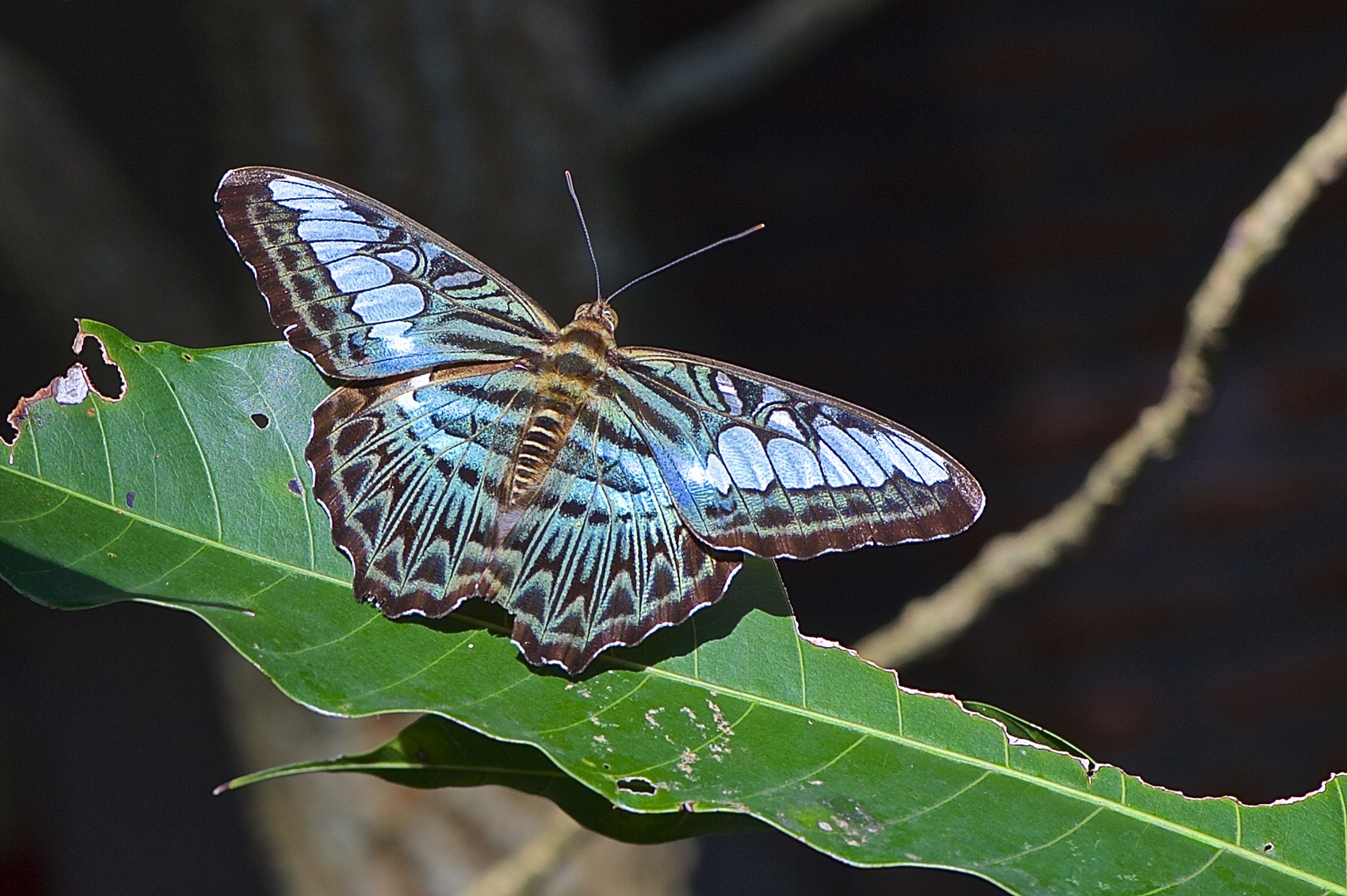 Blauer Segler aus dem Tropischen Regenwald von Thailand