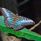 Blauer Segler aus dem Tropischen Regenwald von Thailand