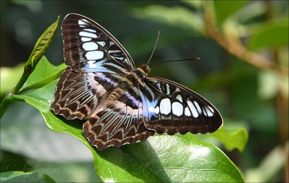 Blauer Segler