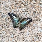 Blauer Segler (Parthenos sylvia)