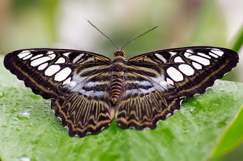 Blauer Segler - Parthenos sylvia