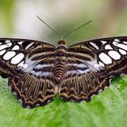 Blauer Segler - Parthenos sylvia