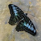  Blauer Segler, Parthenos sylvia.DSC_5451-2