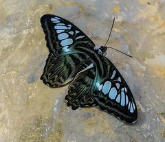  Blauer Segler, Parthenos sylvia.DSC_5451-2