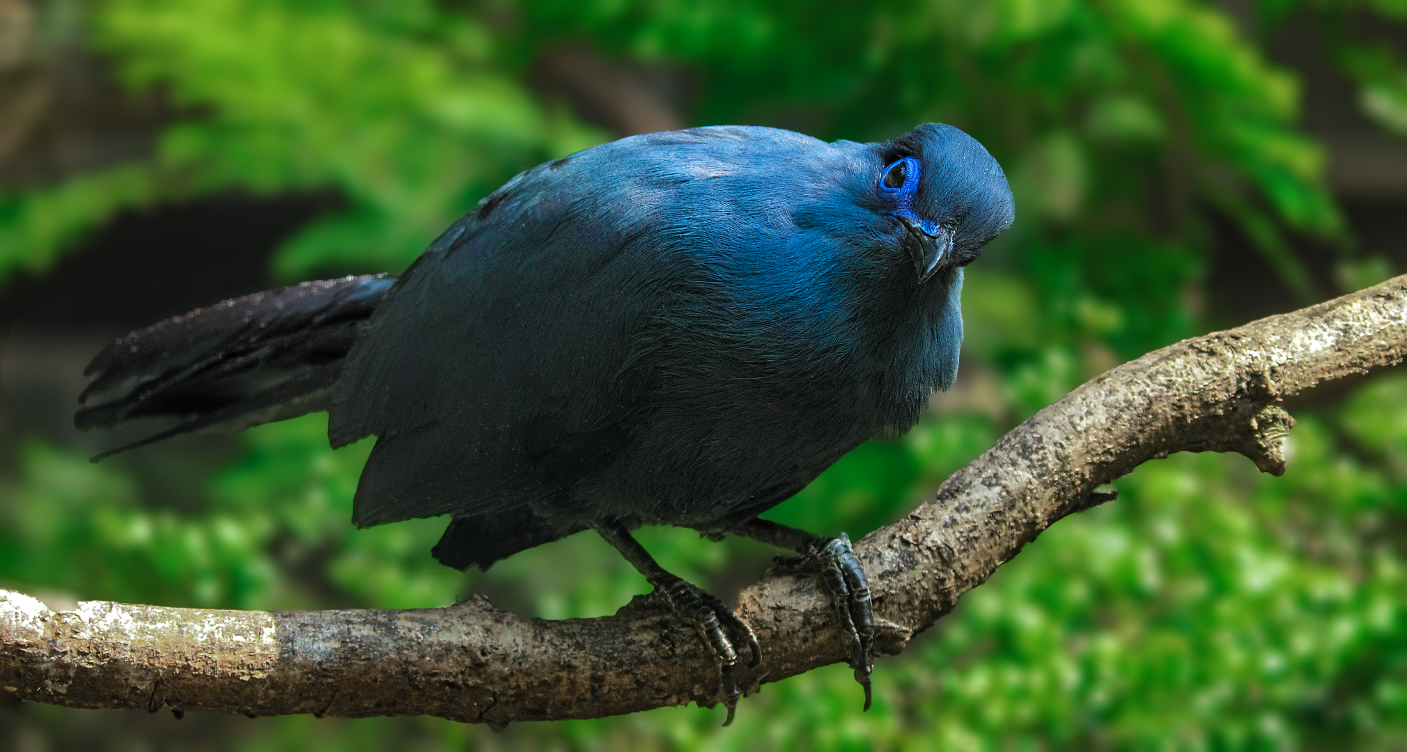 Blauer Seidenkuckuck 001