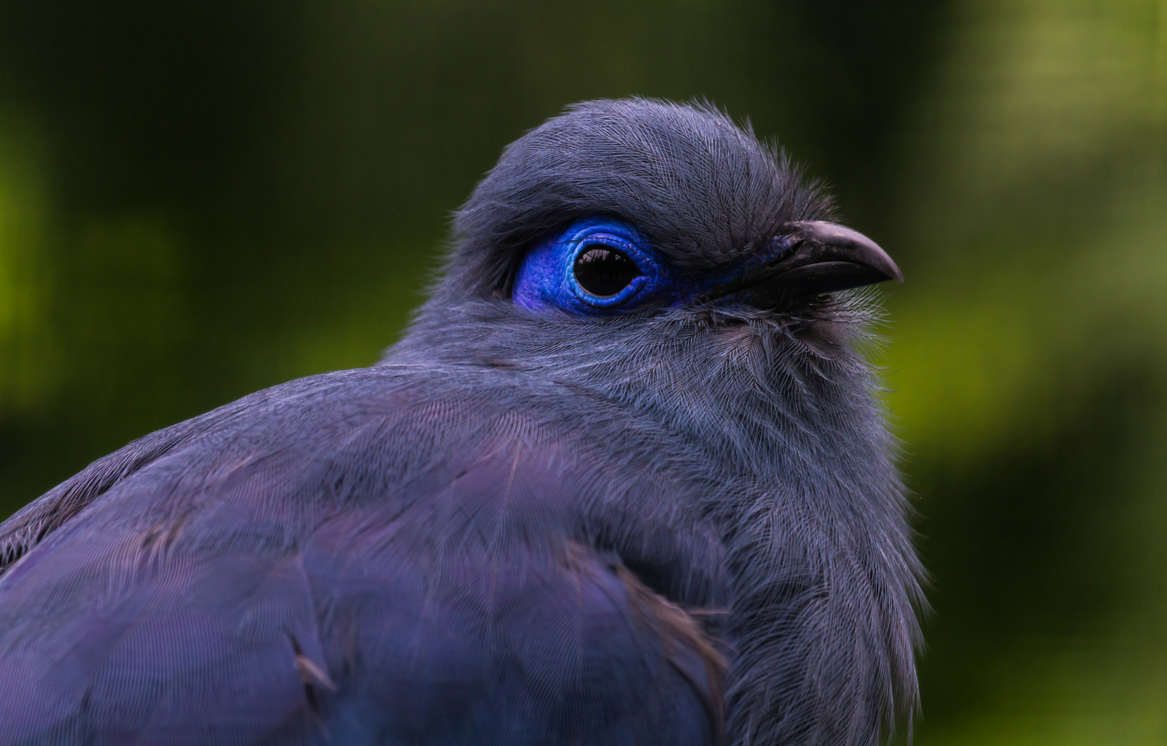 blauer seidenkuckuck