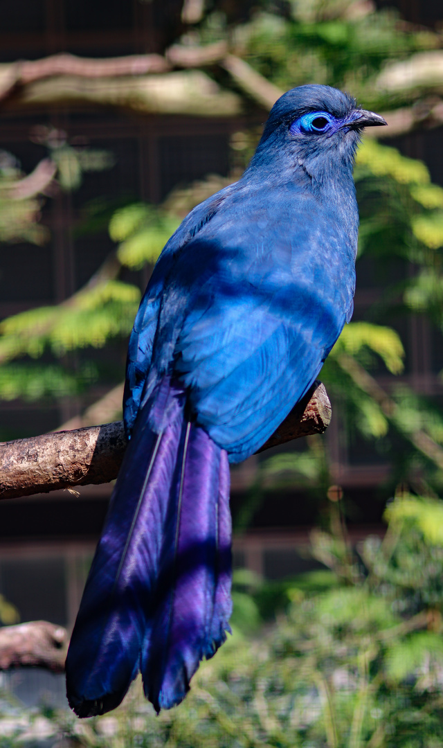 Blauer Seidenkuckuck Foto & Bild fotos, zoo, vögel Bilder auf