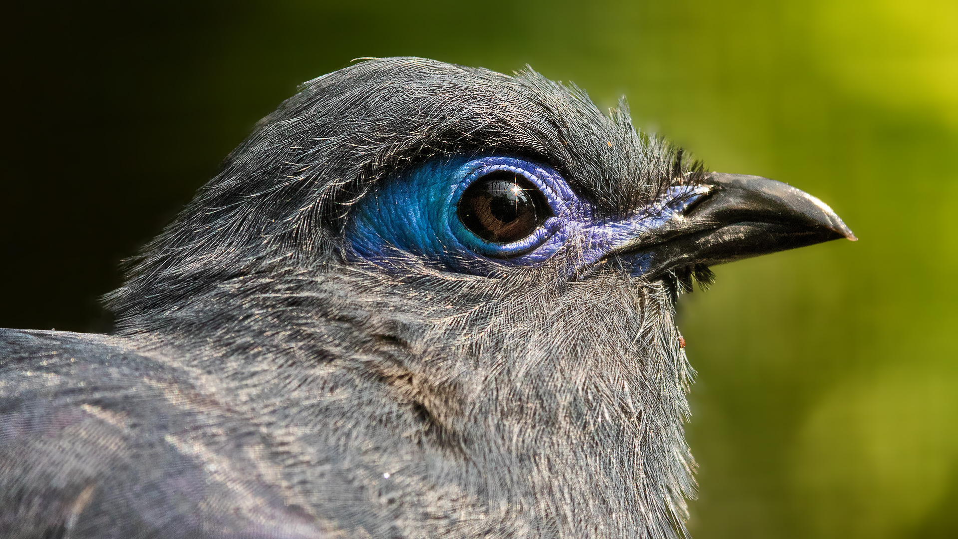 Blauer Seidenkuckuck Portrait 001