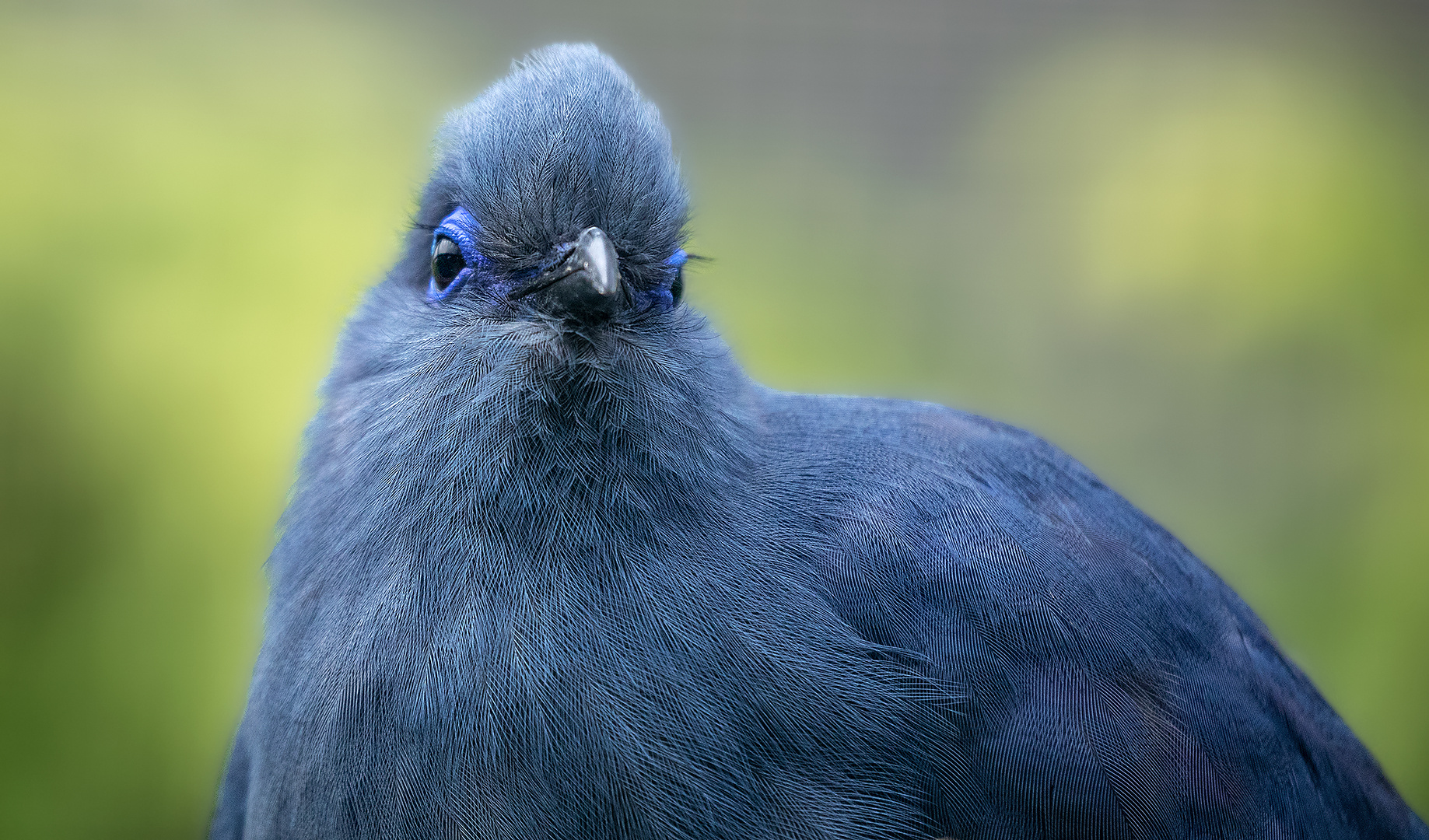 Blauer Seidenkuckuck-Portrait 006 