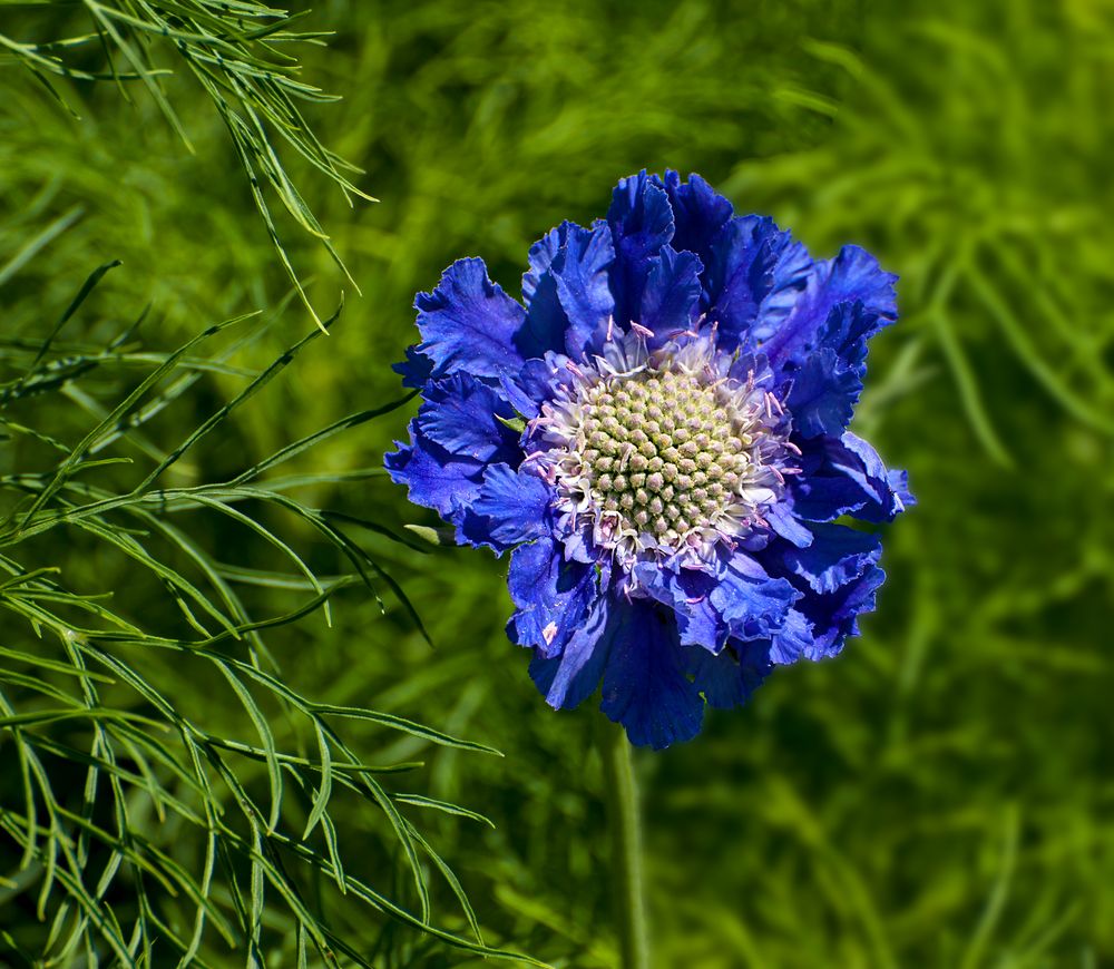 blauer solitär.....