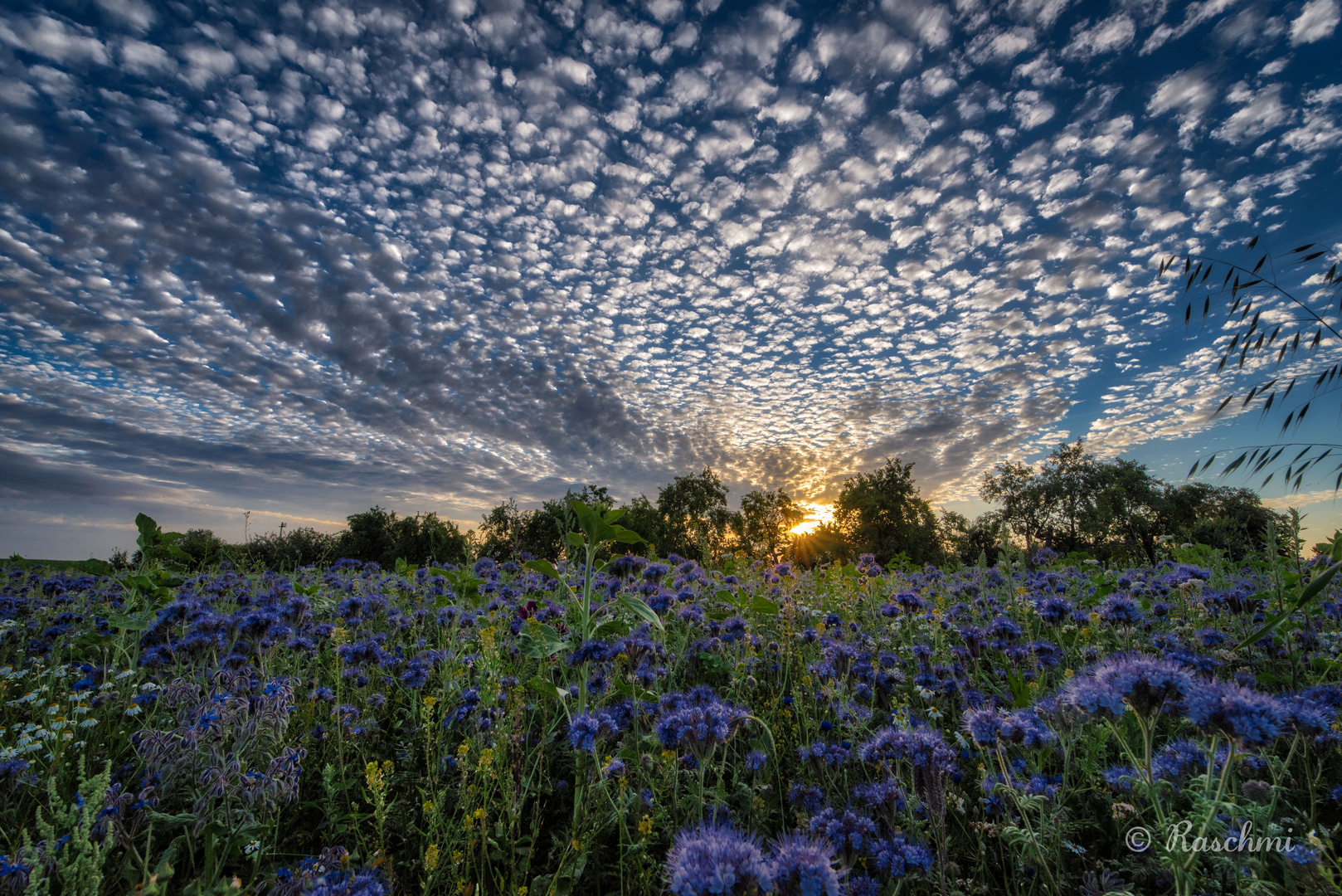 BLAUER SOMMERMORGEN