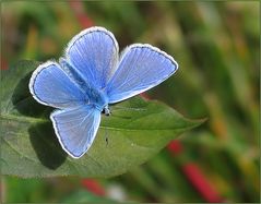 blauer Sommervogel