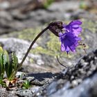 Blauer Speik oder klebrige Primel