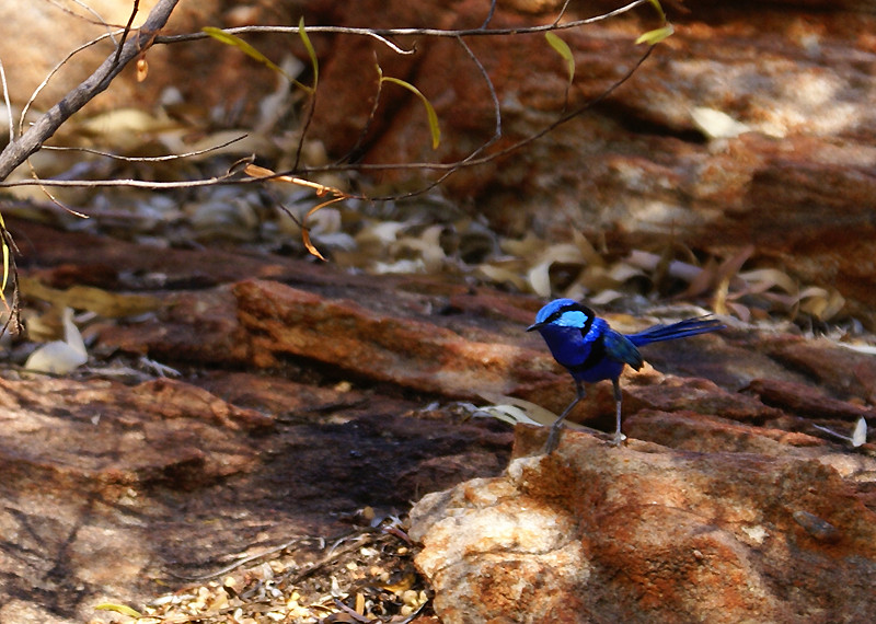 Blauer Sperlingsvogel