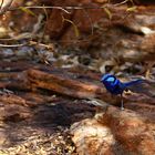 Blauer Sperlingsvogel