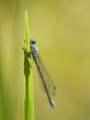 Blauer Spion 2.0