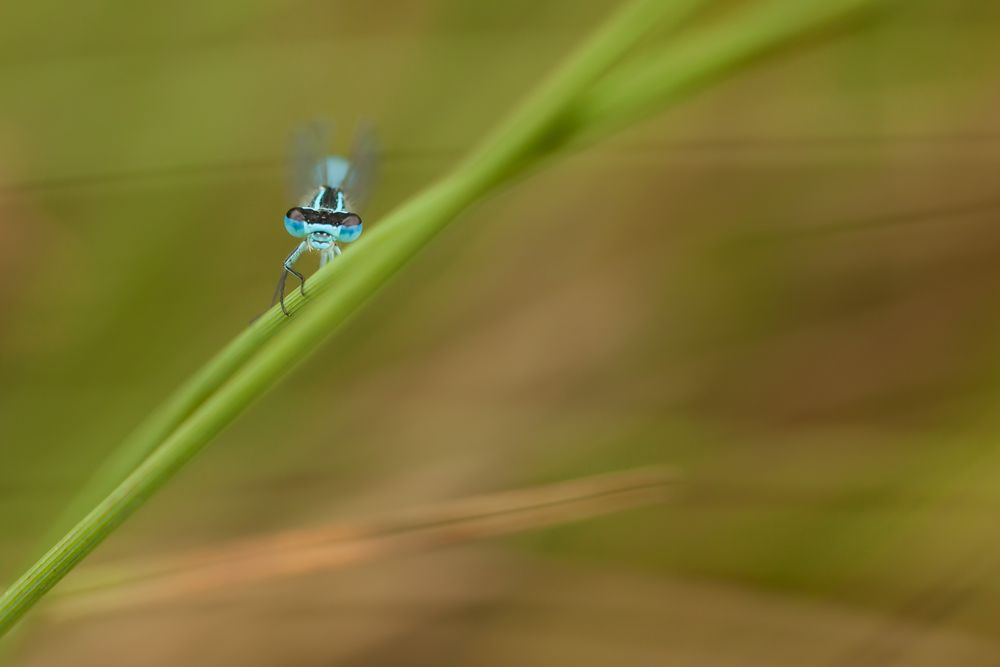 Blauer Spion