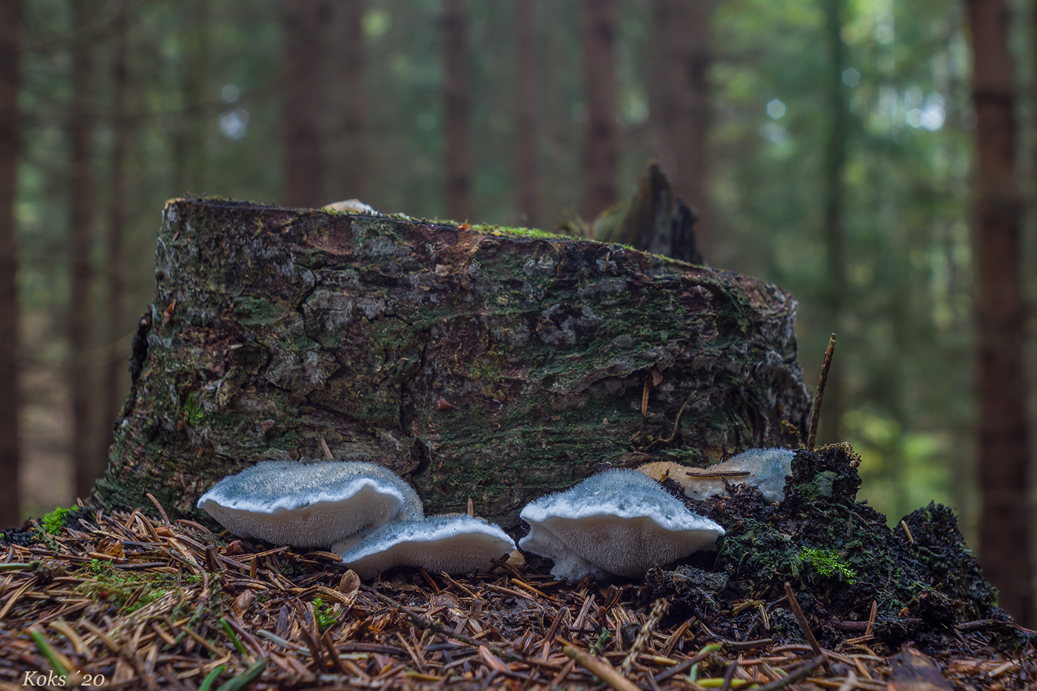 Blauer Stacheling