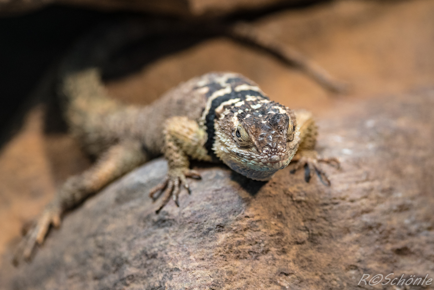 Blauer Stachelleguan